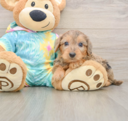 8 week old Yorkie Poo Puppy For Sale - Lone Star Pups
