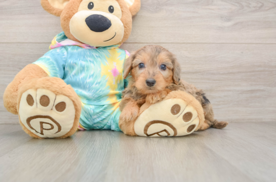 Funny Yorkie Poo Poodle Mix Pup