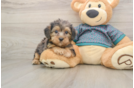 Best Yorkie Poo Baby