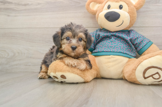Best Yorkie Poo Baby
