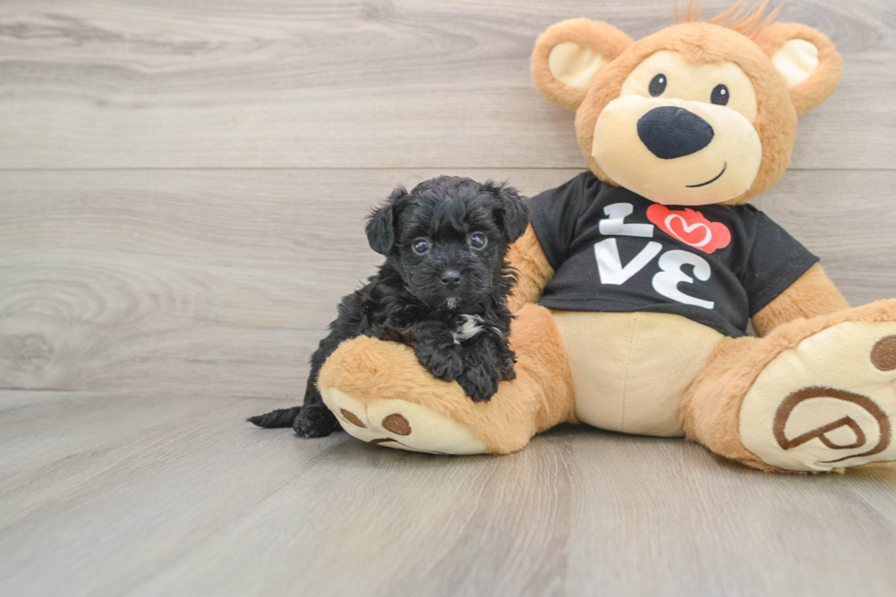 Yorkie Poo Puppy for Adoption