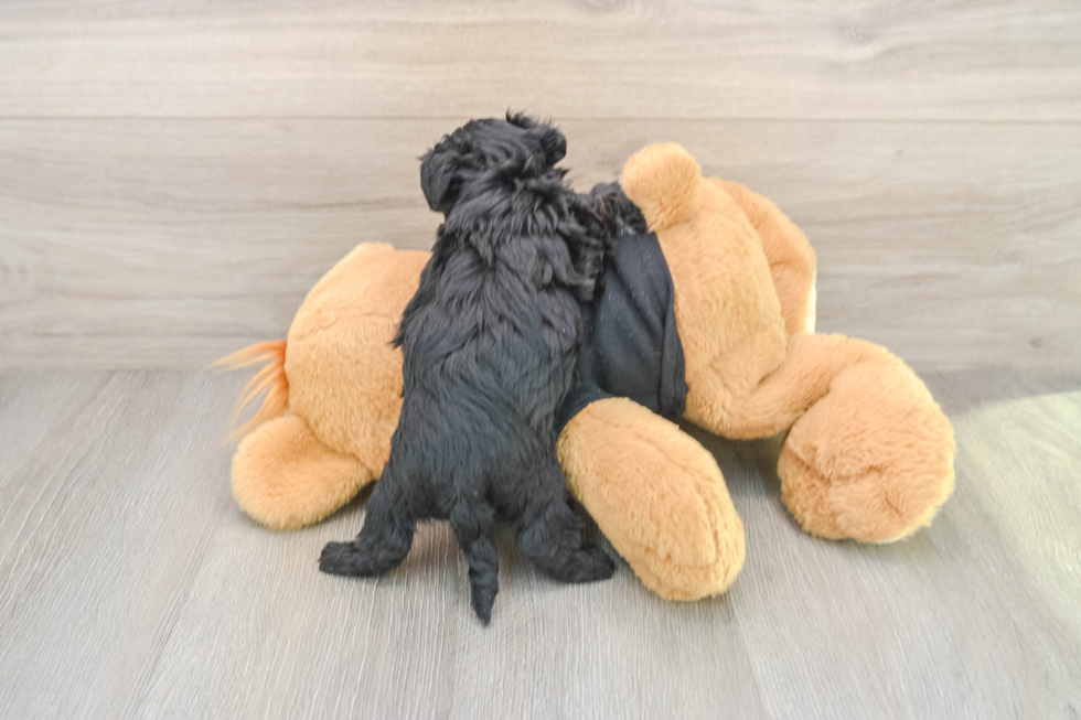 Yorkie Poo Puppy for Adoption