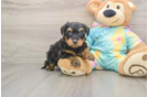 Friendly Yorkie Poo Baby