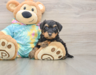 7 week old Yorkie Poo Puppy For Sale - Lone Star Pups