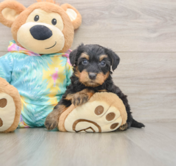 8 week old Yorkie Poo Puppy For Sale - Lone Star Pups