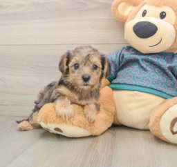 9 week old Yorkie Poo Puppy For Sale - Lone Star Pups