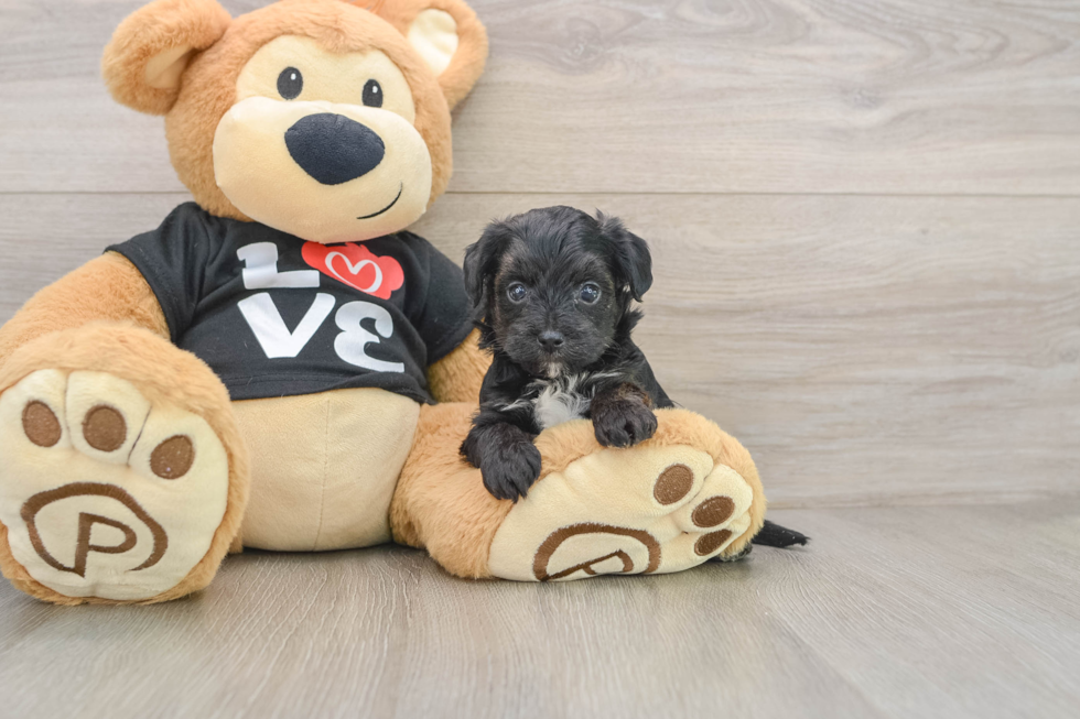 Playful Yo Yo Poo Poodle Mix Puppy
