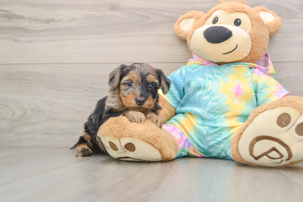 Yorkie Poo Puppy for Adoption