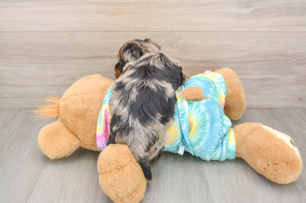Yorkie Poo Puppy for Adoption