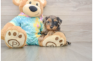 Best Yorkie Poo Baby