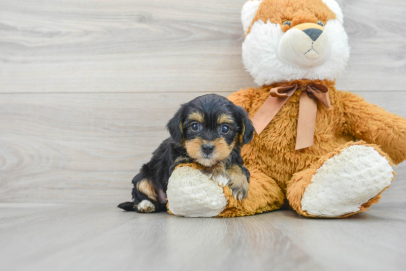 Meet Melodi - our Yorkie Poo Puppy Photo 1/3 - Lone Star Pups
