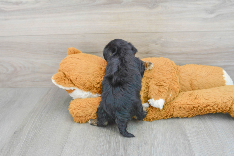 Meet Melodi - our Yorkie Poo Puppy Photo 2/3 - Lone Star Pups
