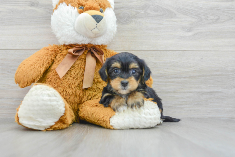 Meet Melodi - our Yorkie Poo Puppy Photo 3/3 - Lone Star Pups