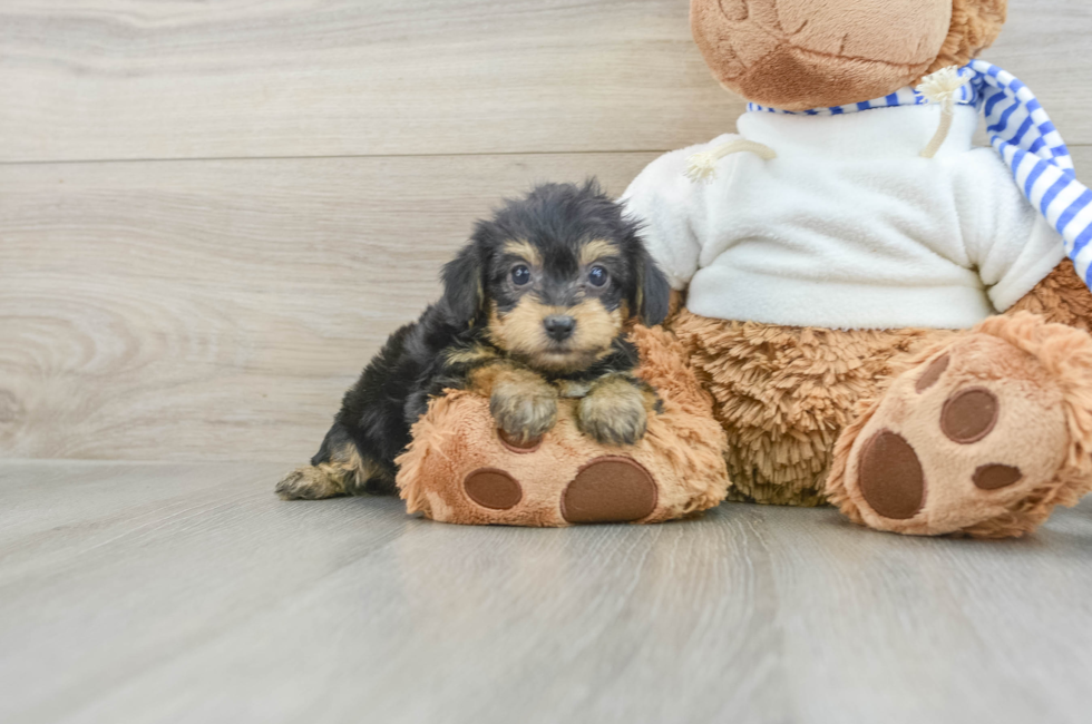 7 week old Yorkie Poo Puppy For Sale - Lone Star Pups