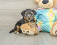 8 week old Yorkie Poo Puppy For Sale - Lone Star Pups