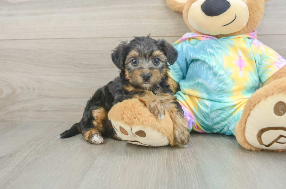 5 week old Yorkie Poo Puppy For Sale - Lone Star Pups