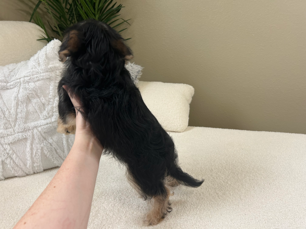 Yorkie Poo Pup Being Cute