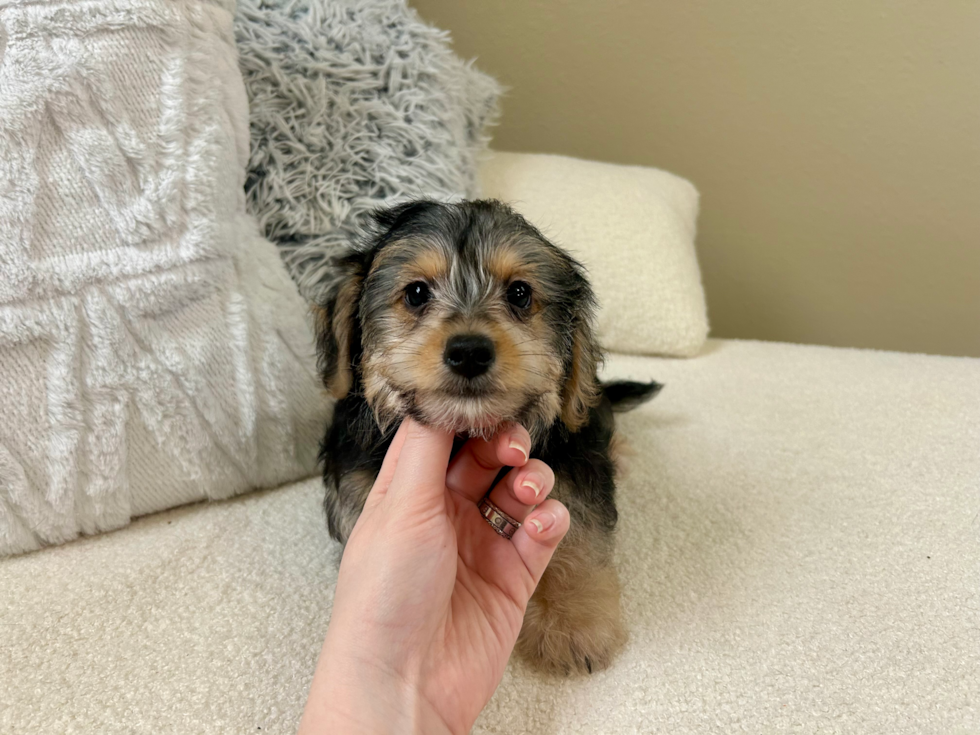 Cute Yorkie Doodle Poodle Mix Puppy