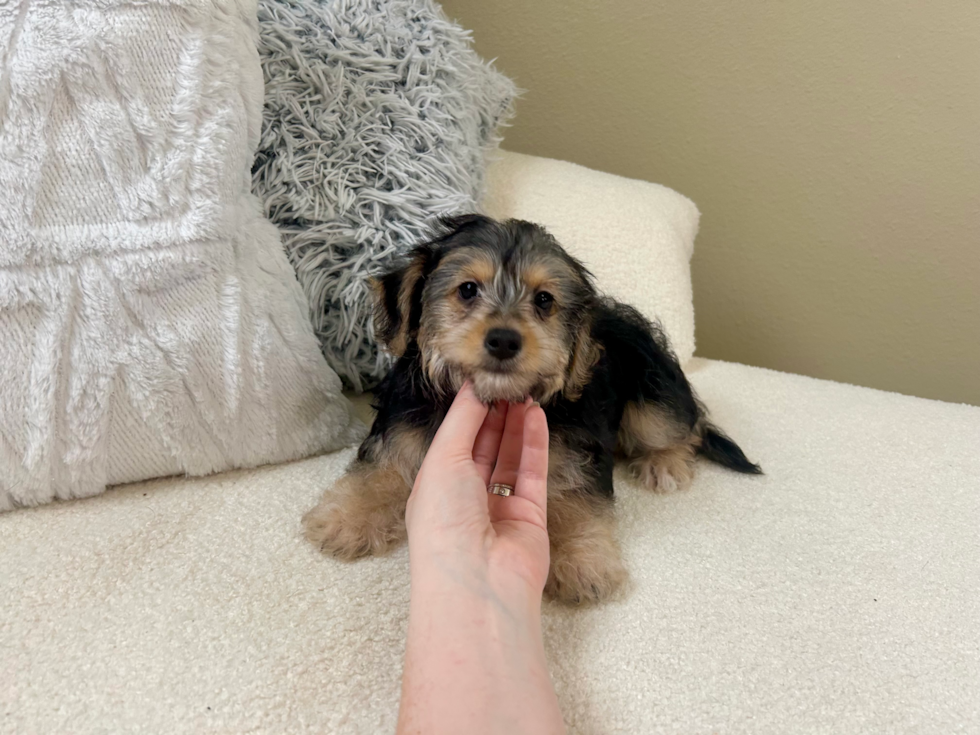 Yorkie Poo Puppy for Adoption