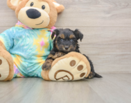 7 week old Yorkie Poo Puppy For Sale - Lone Star Pups