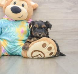8 week old Yorkie Poo Puppy For Sale - Lone Star Pups