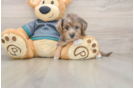 Petite Yorkie Poo Poodle Mix Pup