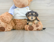 6 week old Yorkie Poo Puppy For Sale - Lone Star Pups