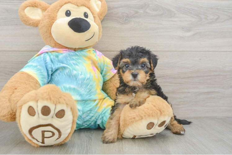 Yorkie Poo Puppy for Adoption