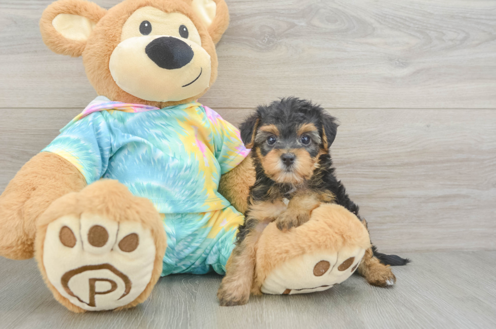 5 week old Yorkie Poo Puppy For Sale - Lone Star Pups