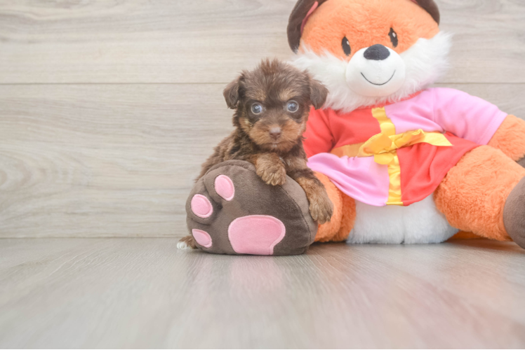 Fluffy Yorkie Poo Poodle Mix Pup