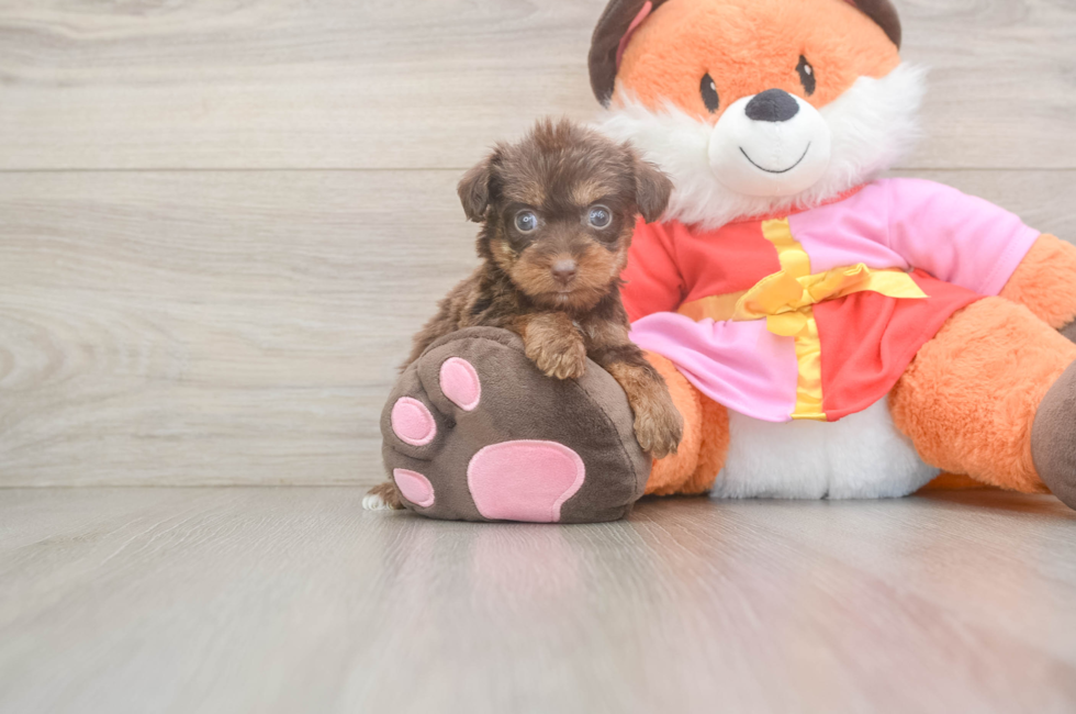 5 week old Yorkie Poo Puppy For Sale - Lone Star Pups