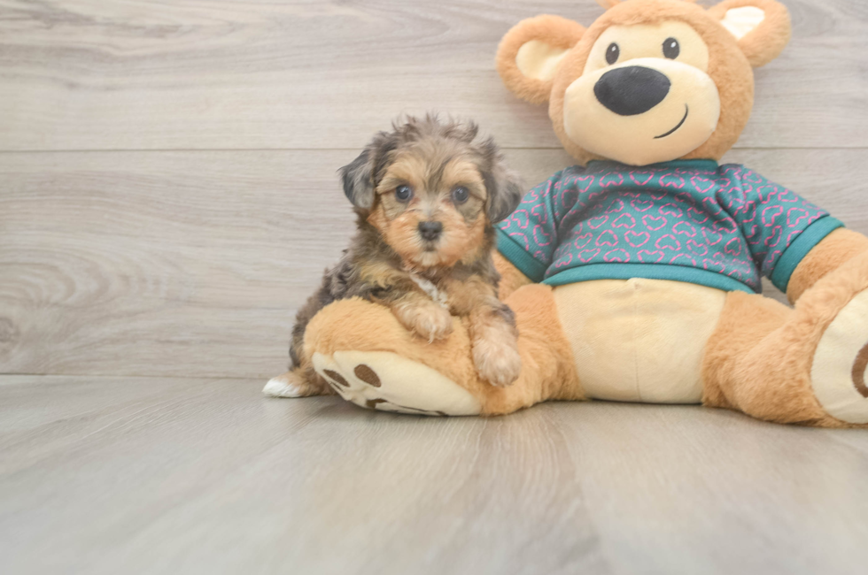 6 week old Yorkie Poo Puppy For Sale - Lone Star Pups