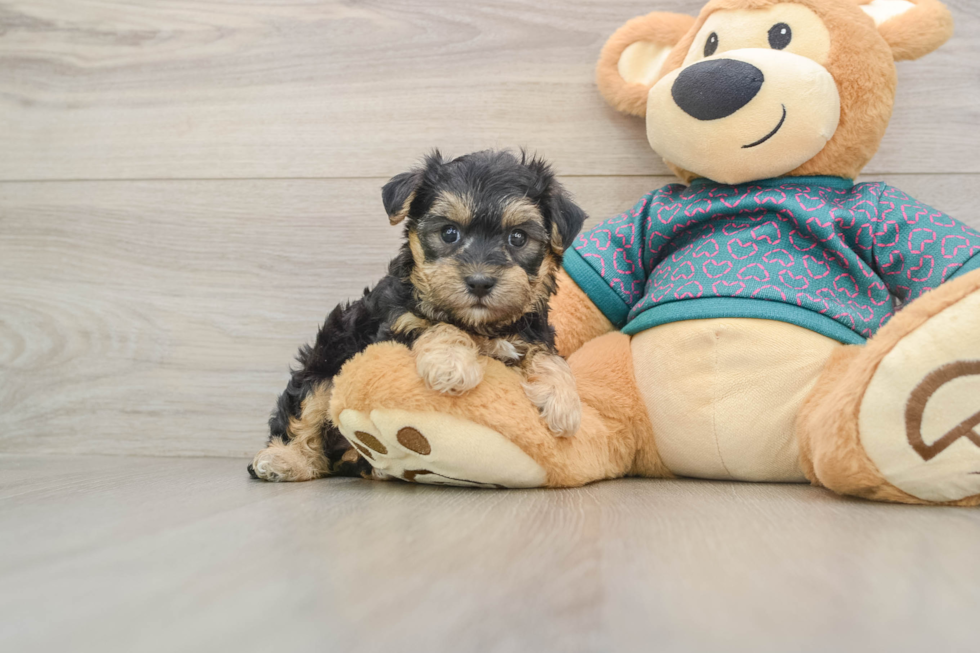 Sweet Yorkie Poo Baby