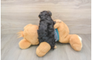 Yorkie Poo Puppy for Adoption