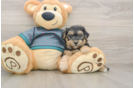 Smart Yorkie Poo Poodle Mix Pup