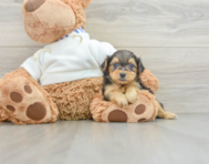 6 week old Yorkie Poo Puppy For Sale - Lone Star Pups