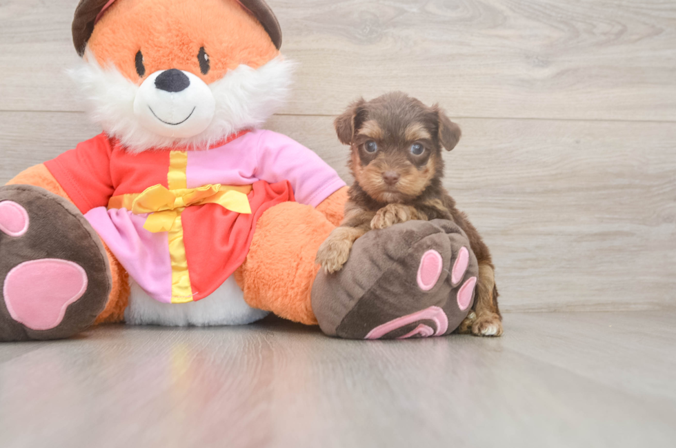 5 week old Yorkie Poo Puppy For Sale - Lone Star Pups