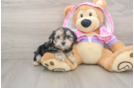 Friendly Yorkie Poo Baby
