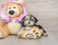 8 week old Yorkie Poo Puppy For Sale - Lone Star Pups