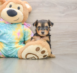 8 week old Yorkie Poo Puppy For Sale - Lone Star Pups