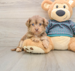 9 week old Yorkie Poo Puppy For Sale - Lone Star Pups