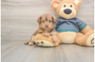 Adorable Yorkiedoodle Poodle Mix Puppy