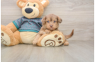 Adorable Yorkiedoodle Poodle Mix Puppy