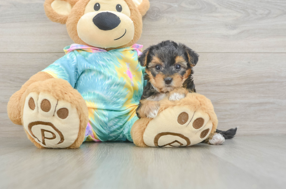 5 week old Yorkie Poo Puppy For Sale - Lone Star Pups