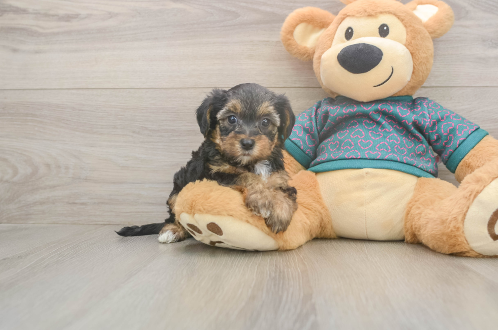 6 week old Yorkie Poo Puppy For Sale - Lone Star Pups