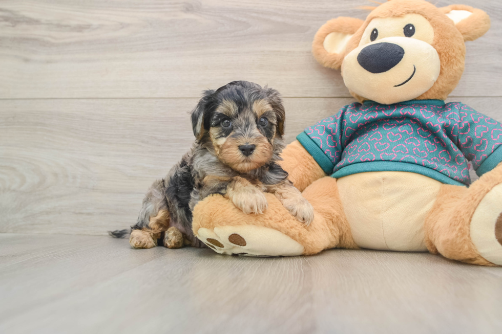 Playful Yo Yo Poo Poodle Mix Puppy
