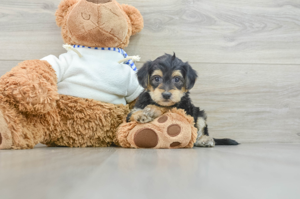 7 week old Yorkie Poo Puppy For Sale - Lone Star Pups