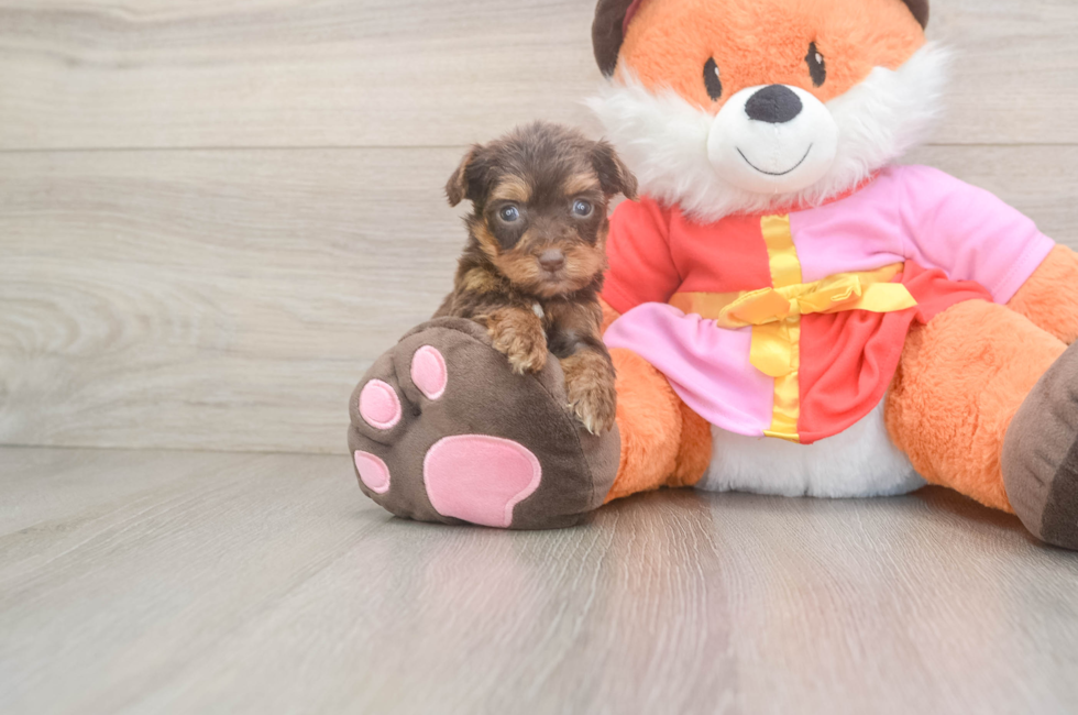 8 week old Yorkie Poo Puppy For Sale - Lone Star Pups