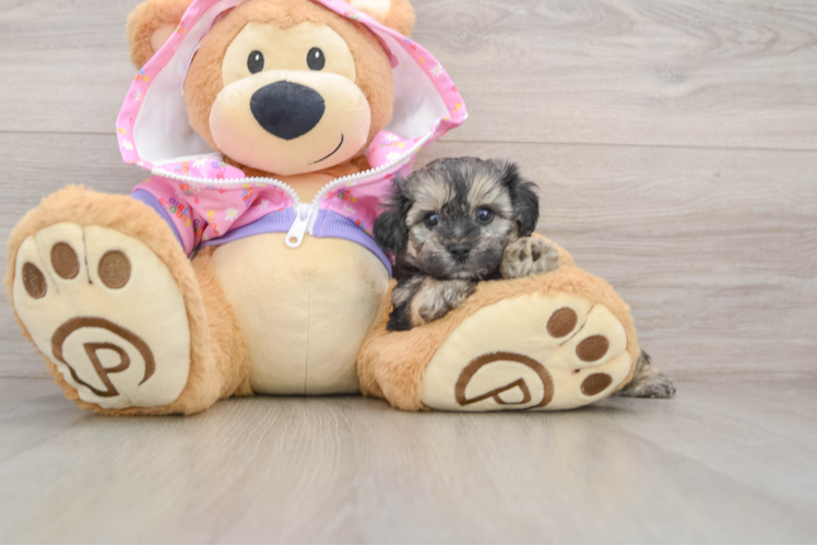 Little Yorkie Poodle Mix Poodle Mix Puppy