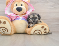 8 week old Yorkie Poo Puppy For Sale - Lone Star Pups